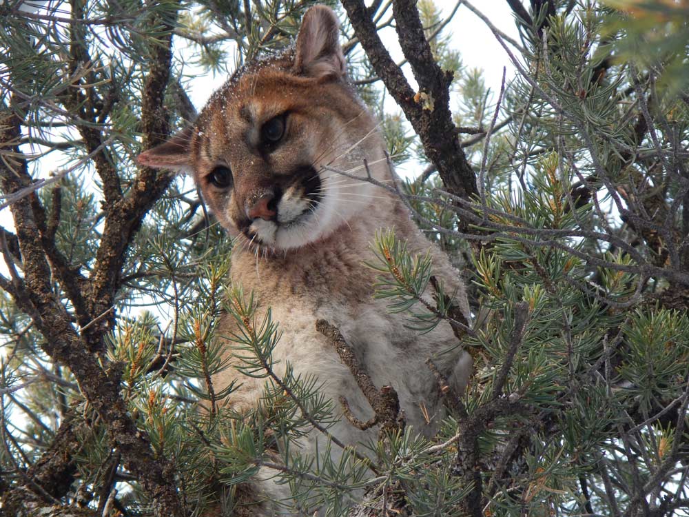 Female-Cougar-Treed-By-Hounds - Infinity Hunts