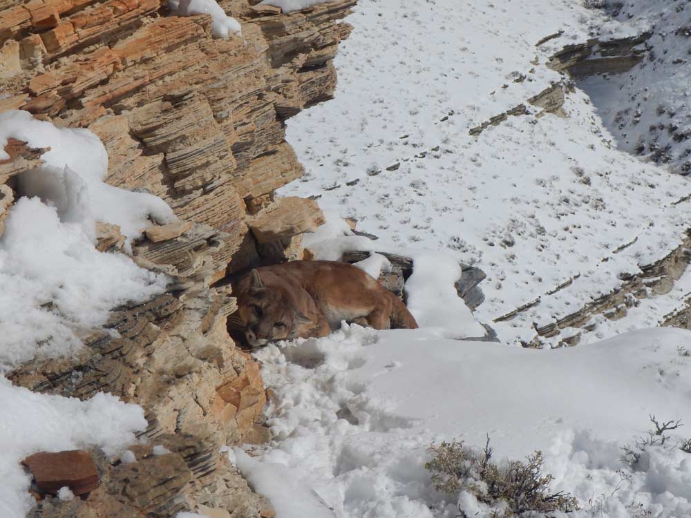 Mountain-Lion-Bayed-On-a-Cliff - Infinity Hunts