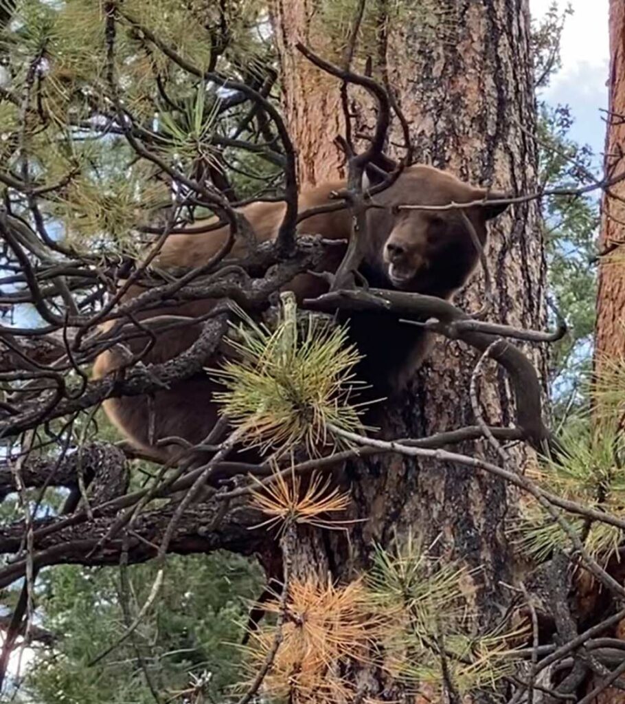 Beautiful Chocolate black bear up in a tree in Mew Mexico.