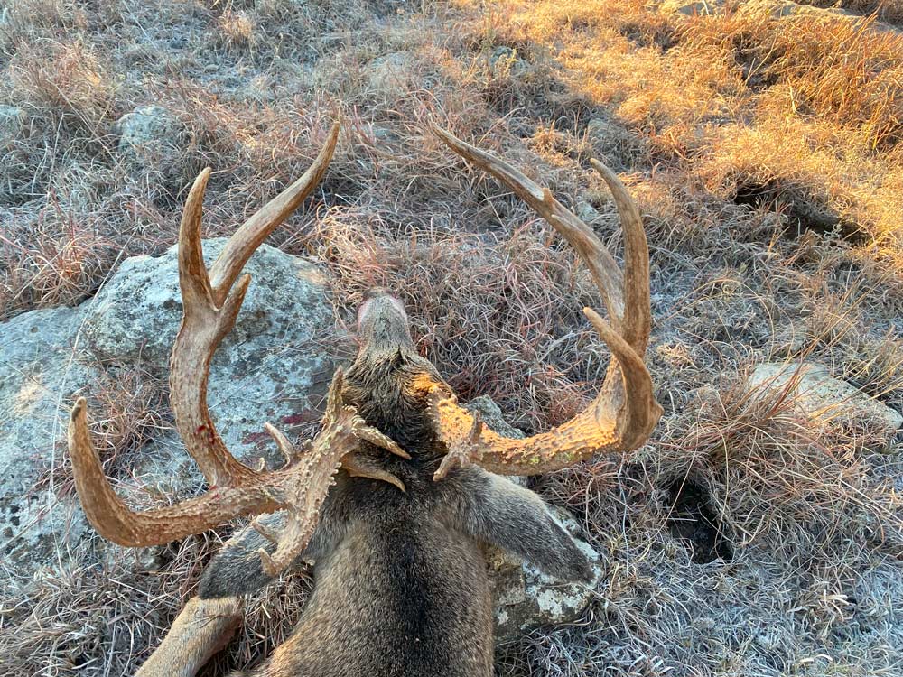Harvested Trophy Whitetail buck from Kansas Hunting Trip>
