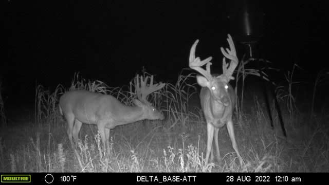 Trail Camera photo of two trophy whitetail bucks in Kansas.