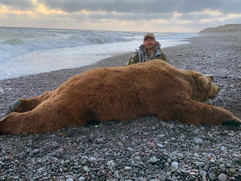 Giant Trophy Brown bear harvested on The Alaskan Peninsula