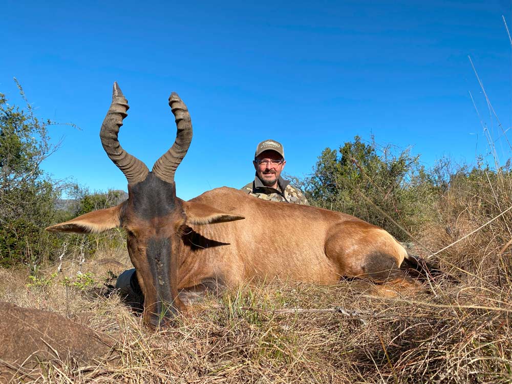 Red Hartebeest in Africa